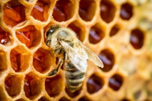 کدام مواد غذایی دراثراضافه کردن عسل، ارزش غذایی دوچندان پیدا می کنند؟